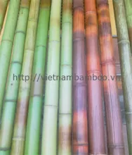 color bamboo